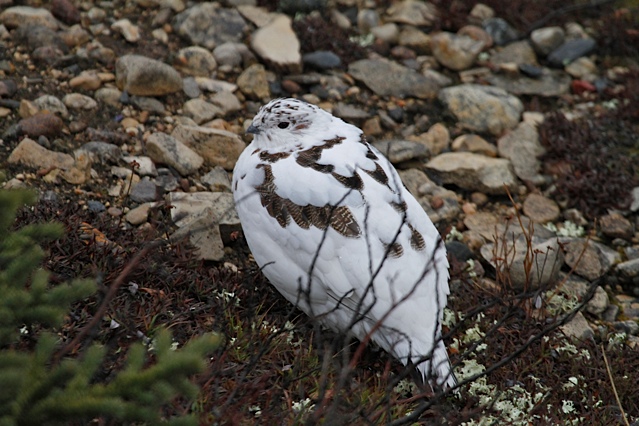 Gyr Falcon. Churchill