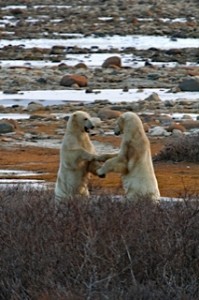 polar bears sparring.