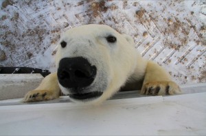 polar bear image