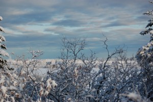 Steven 306 Churchill image