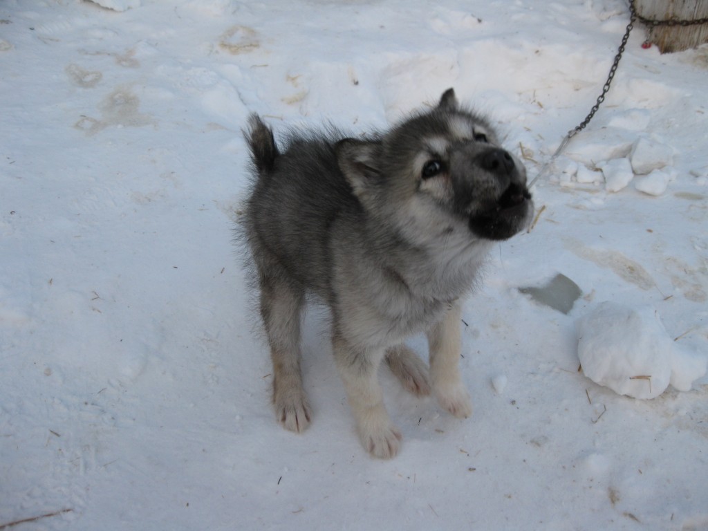 Canadian sled dog in Churchill, Manitoba
