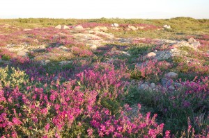 Churchill tundra wildflowers.