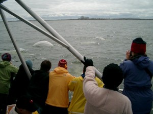 Beluga whales in the Churchill River.