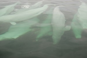 Pod of beluga whales in Churchill River.