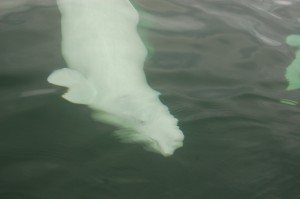 Beluga whale in Churchill River.
