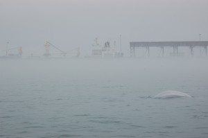 DSC_0518 Fog on the Churchill River.