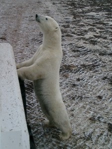 Churchill polar bear.