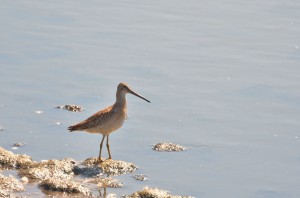 Hudsonian godwit on the Churchill shore.