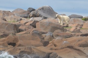 polar bear in Churchill, MB