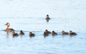 Ducks in Churchill,MB
