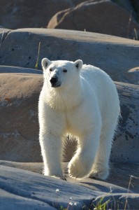 413 Polar bear on the rocks in Churchill,MB.