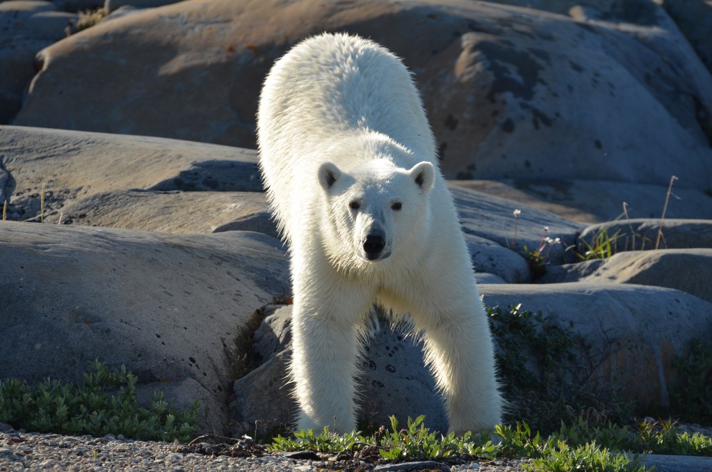 Polar bear, Churchill,MB