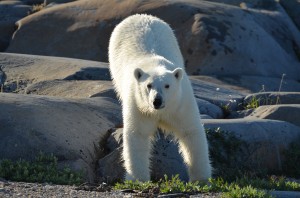 451 Polar bear, Churchill,MB