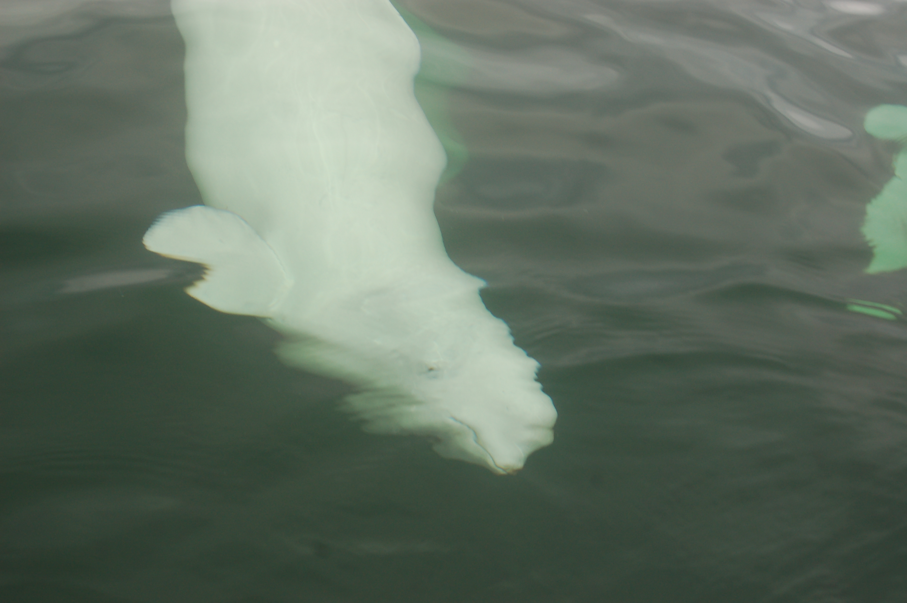 DSC_0409 Beluga in Churchill,MB.