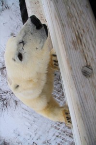 _MG_5504 Brad J 6 Polar bear in Churchill,MB.