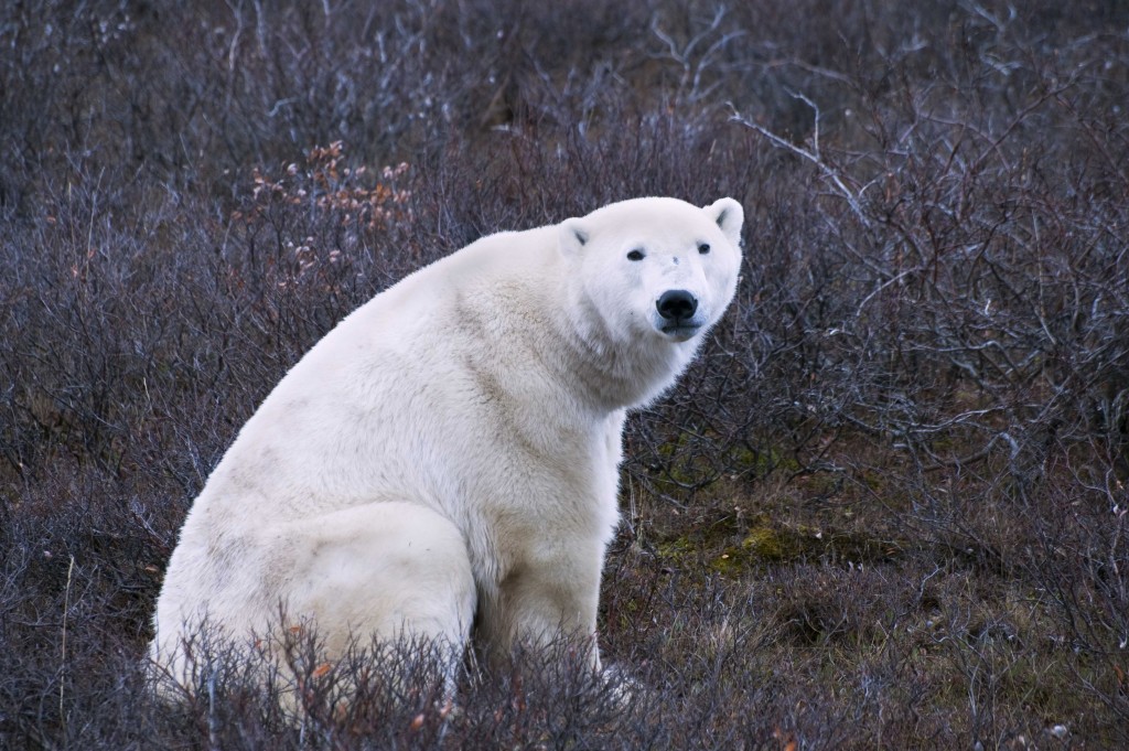 Polar bear on the tundra in Churchill,MB.