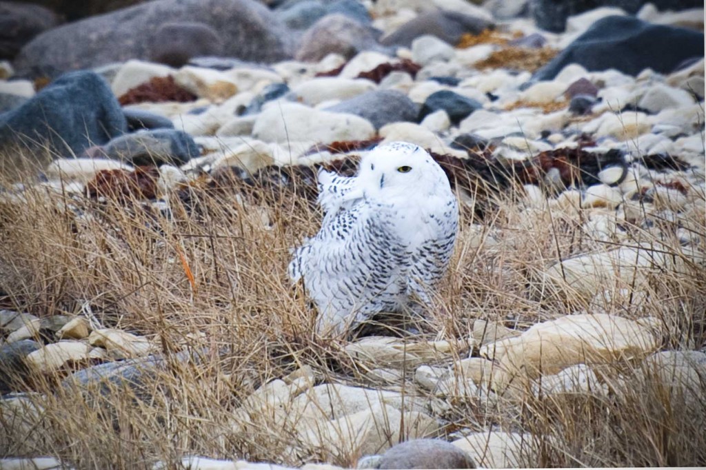 Snowy owl on the tundra.
