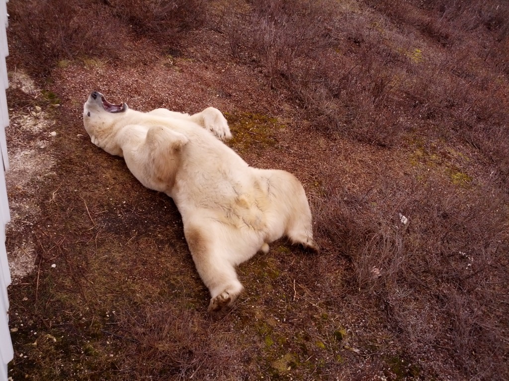 Polar bear enjoying the tundra.