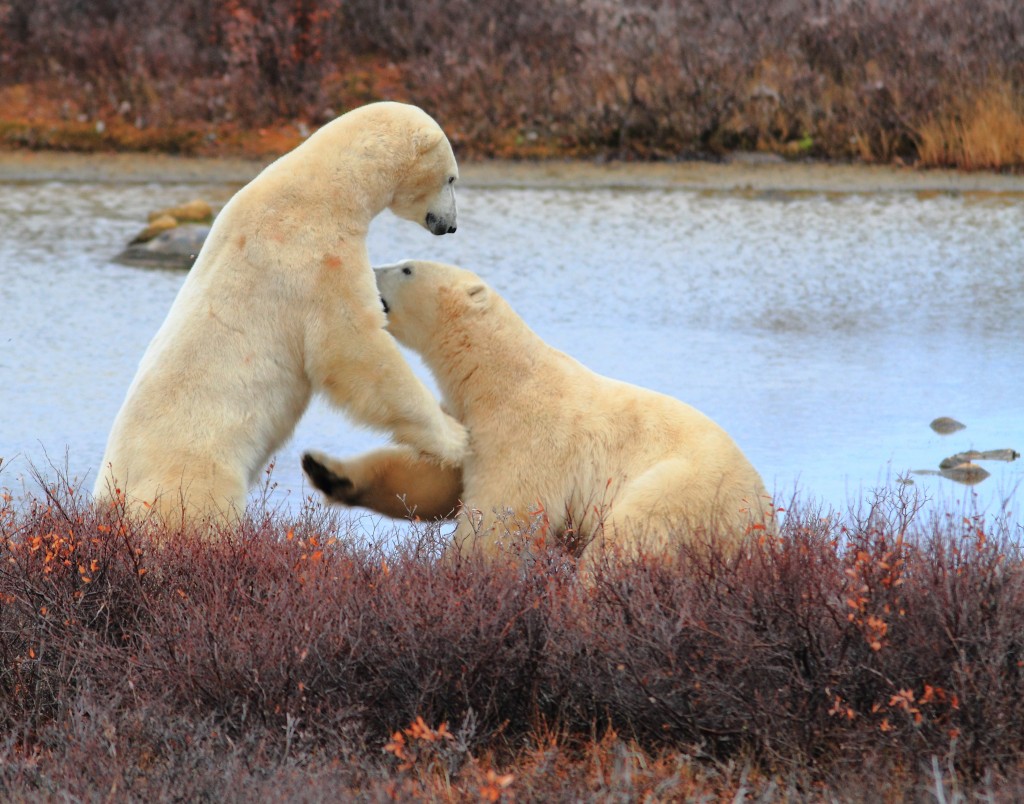 _MG_0001 Sparring bears before the snow in Churchill.