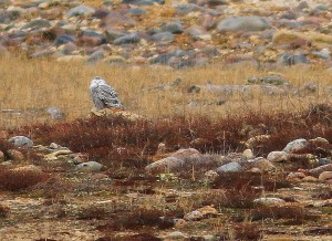 _MG_2030 Brad J Snowy owl on the tundra.