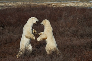 _MG_3061 Polar bears sparring in the willows.