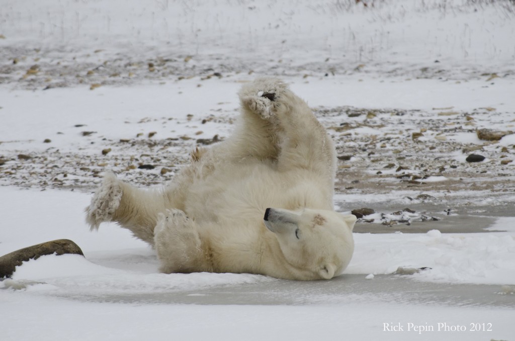 Polar bear rolls in the snow, Churchill, MB