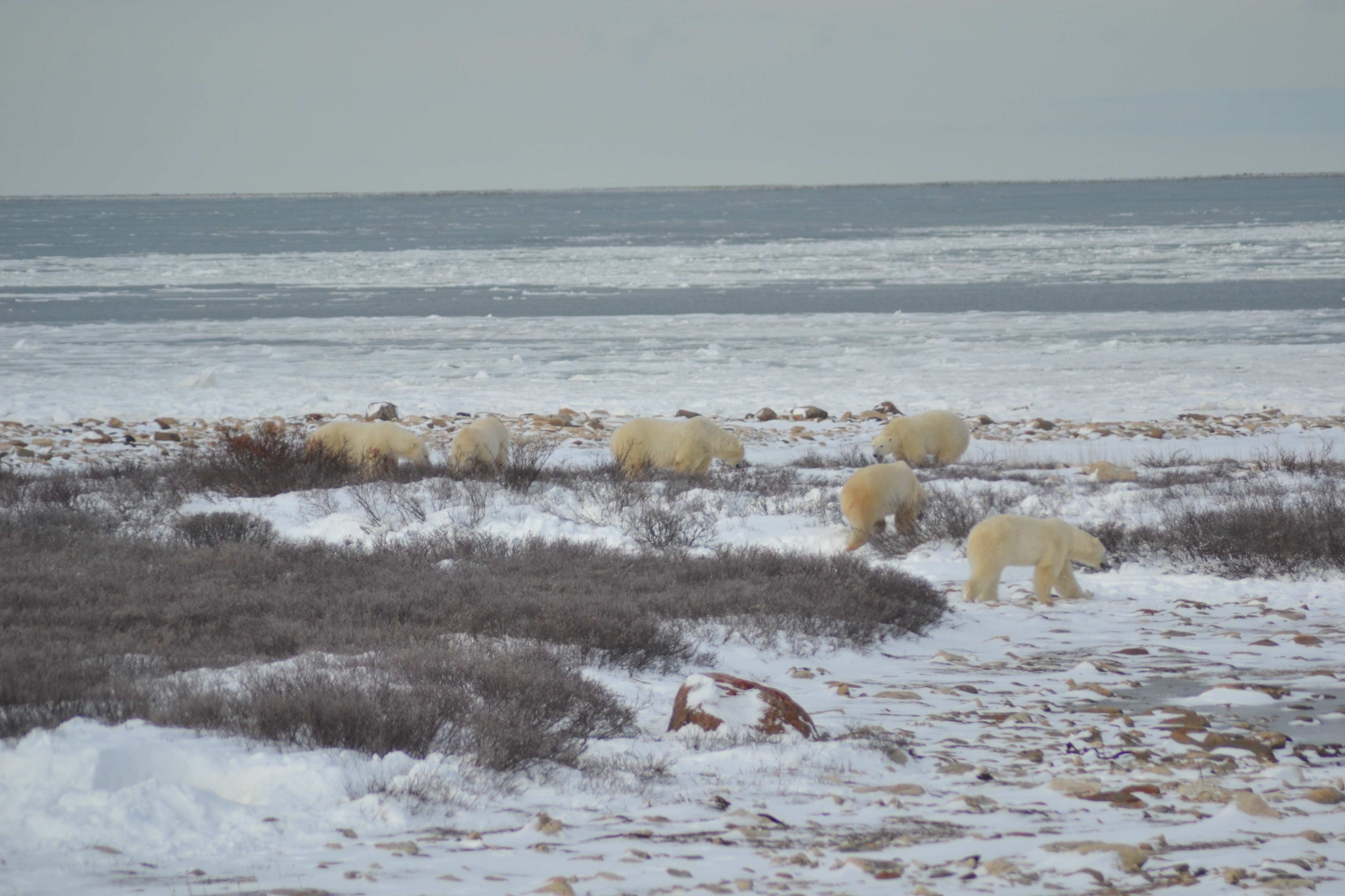 Polar Bear Photos of The Week