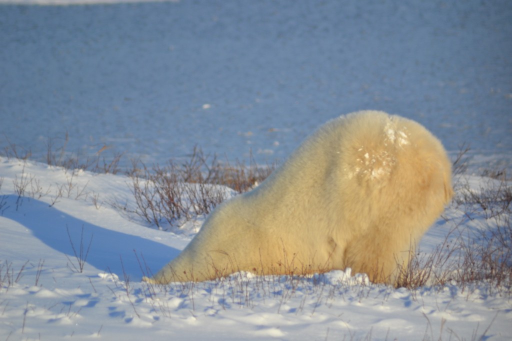 Churchill 2012 051112 031 Polar bear digging in the snow.