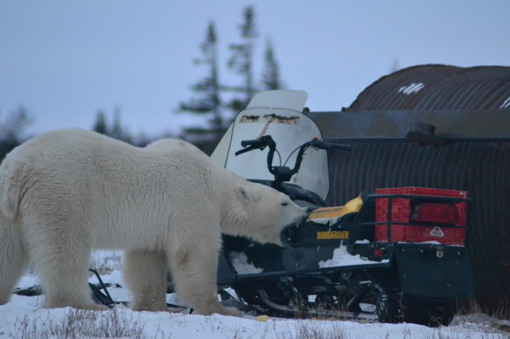 A polar bear rips up a snow machine in Churchill,MB.