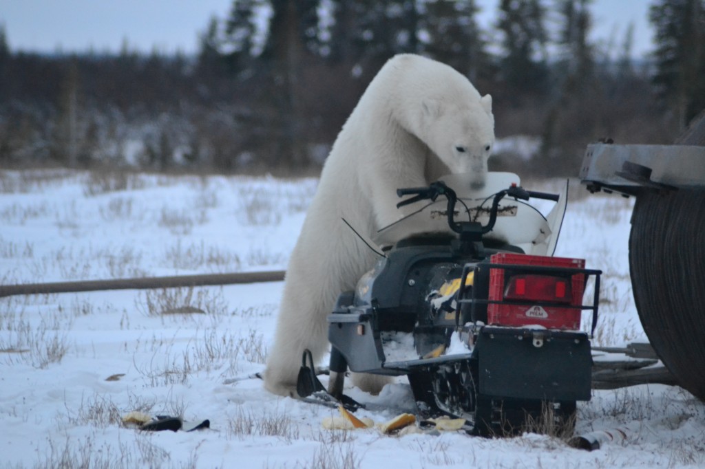 A polar bear tears at a snowmobile in Churchill, MB.