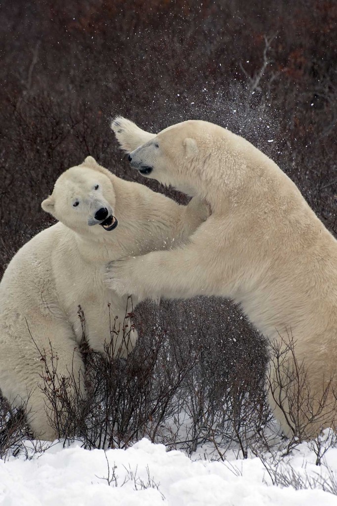 Polar bears spar in the willows of the Churchill Wildlife Management Area.