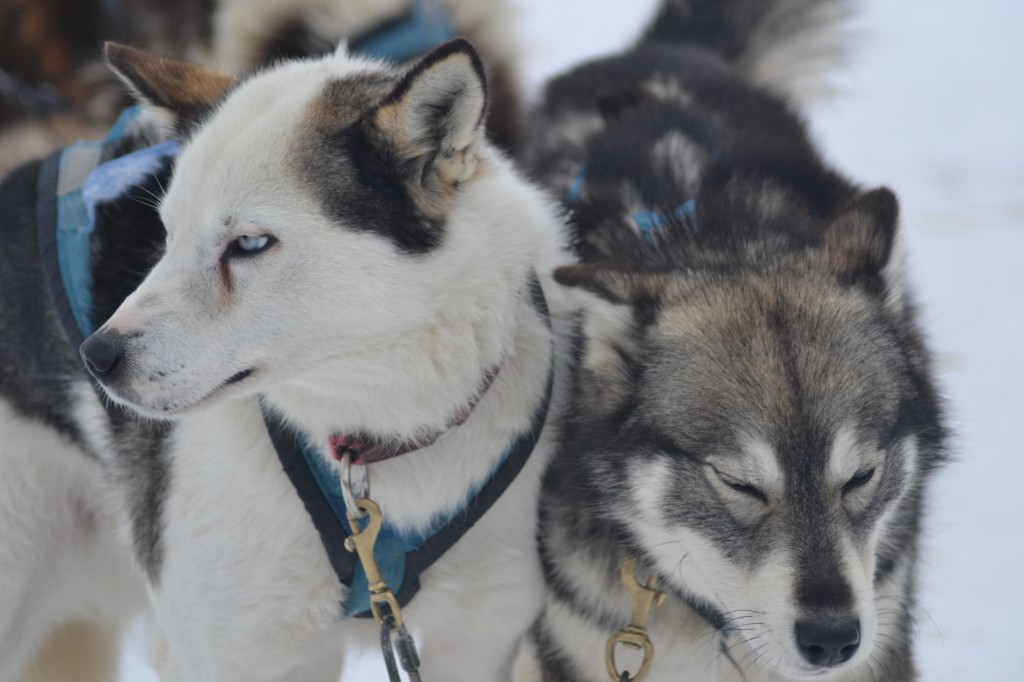 Sled dogs from Churchill River Mushing.
