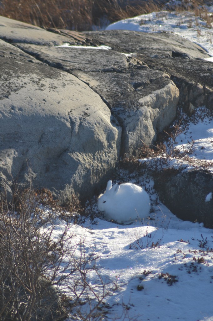 Arctic hare hiding in the rocks in Churchill,MB.