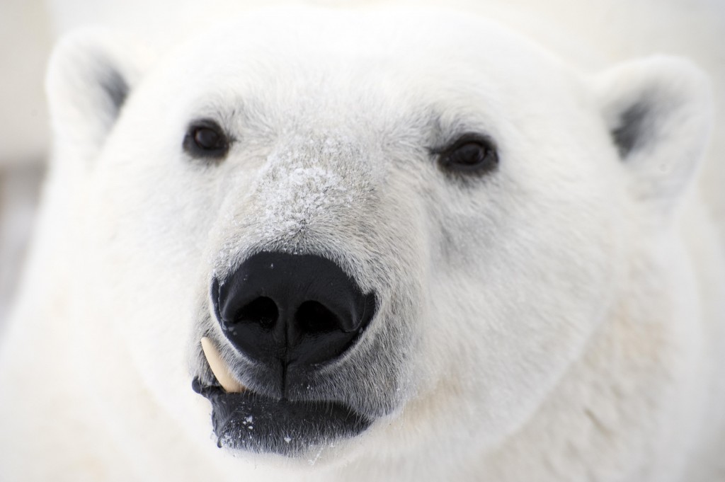 Polar bear up close and personal, Churchill,MB