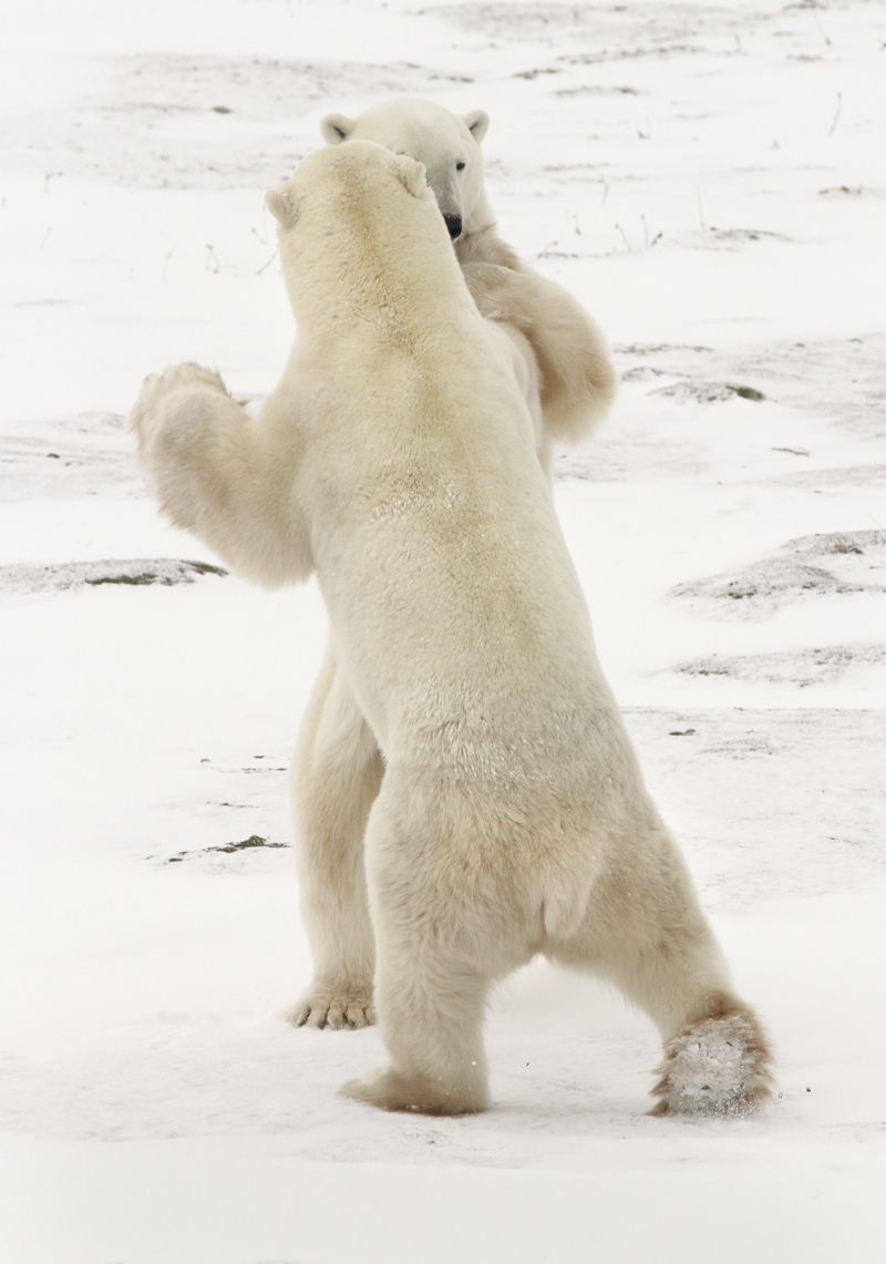 Polar bears mixing it up
