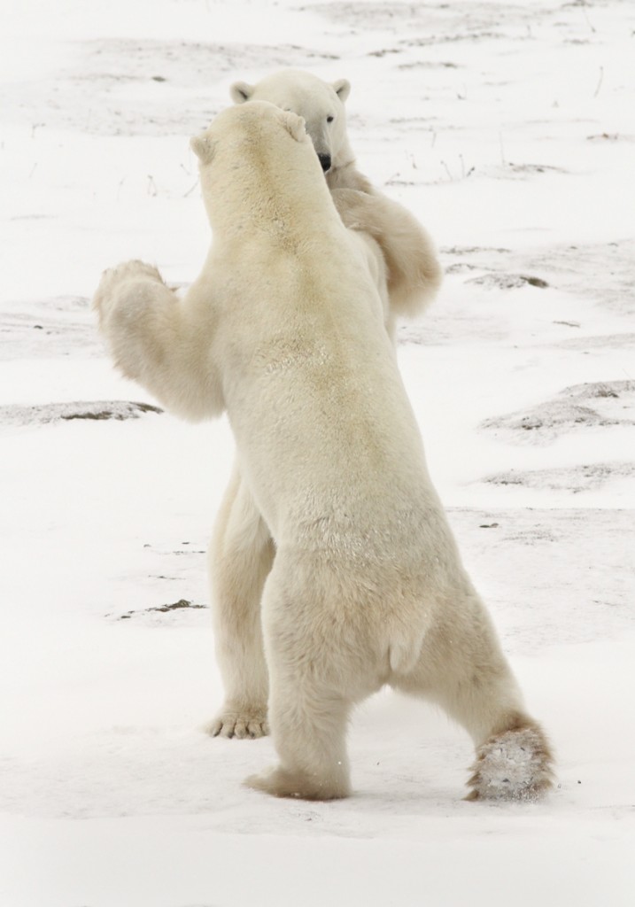 Two polar bears waltz across the tundra in a sparring session.
