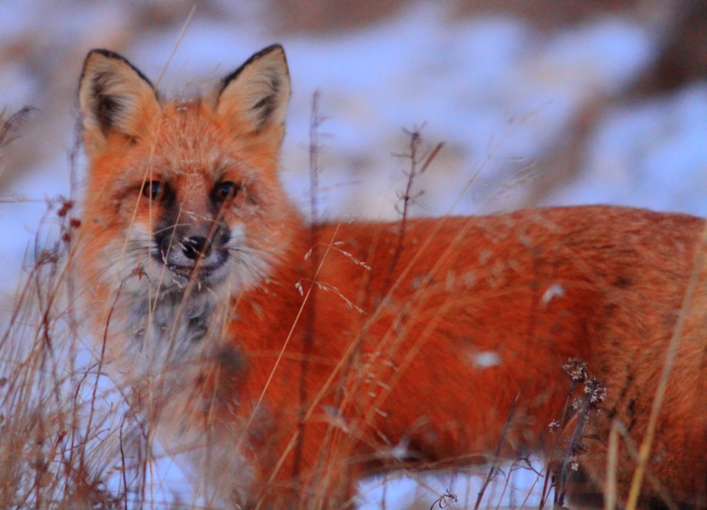 Red fox gazing through the grasses.Churchill,MB.