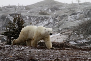 _MG_3278 Polar bear walks along rocks.