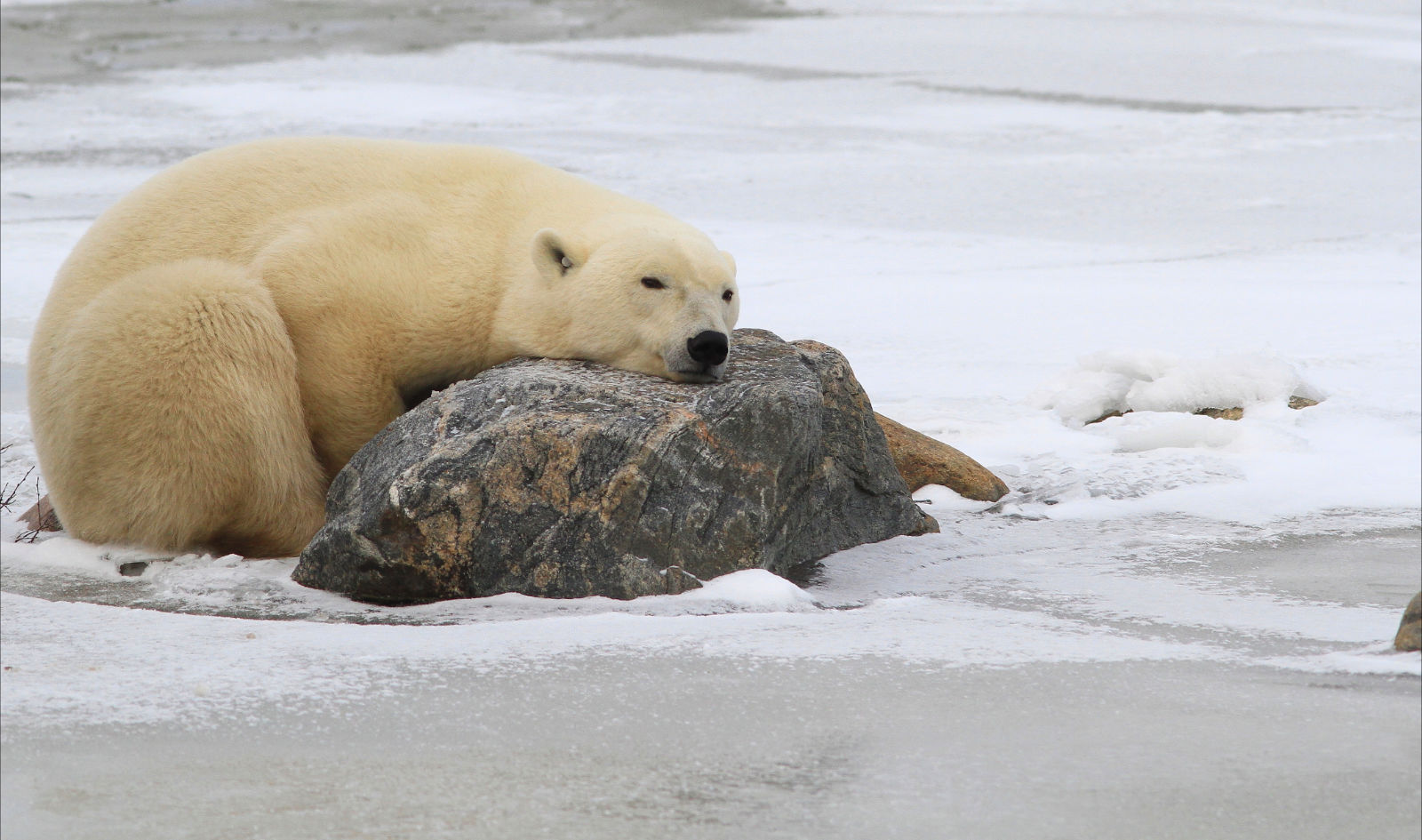 Churchill Polar Bear Photo