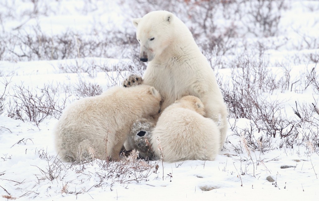 Two coys nurse from mom on the tundra in Churchill,MB.