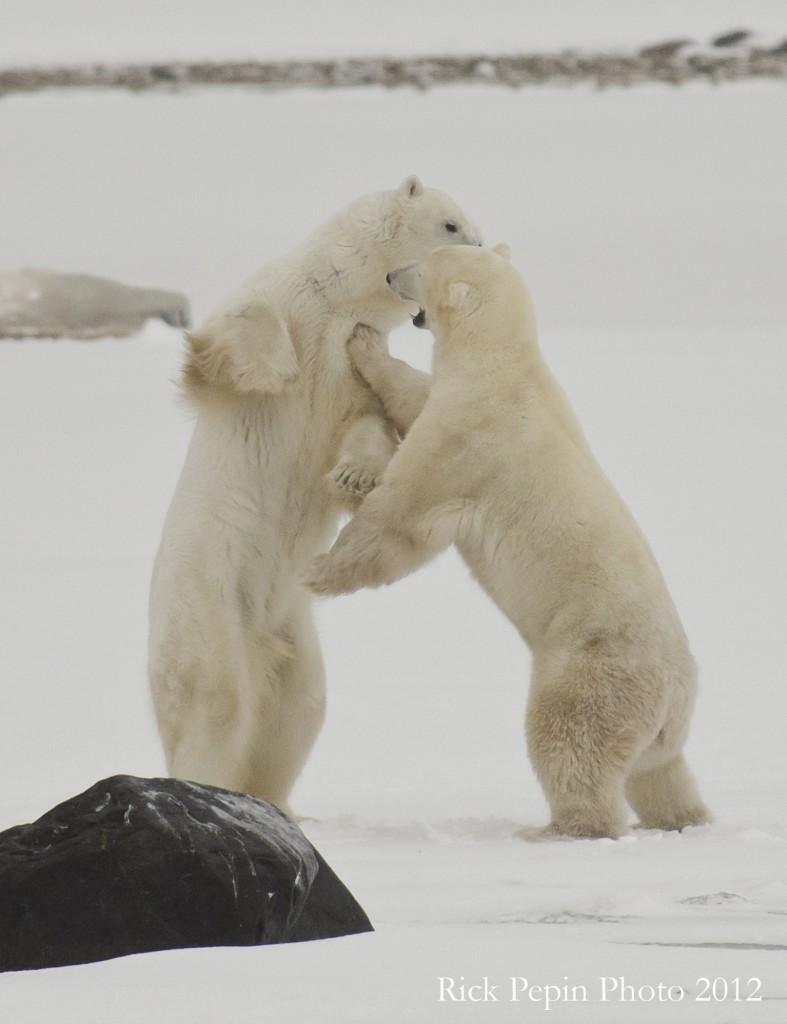 Polar bears sparring in the Arctic.
