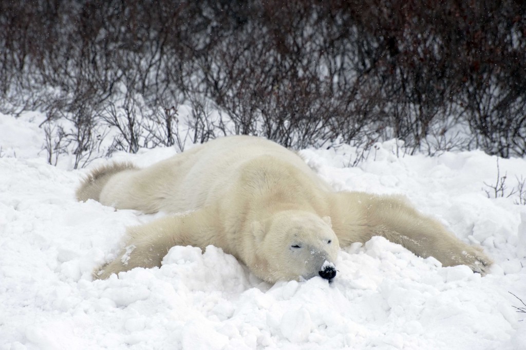 Polar bear cooling off in the snow.