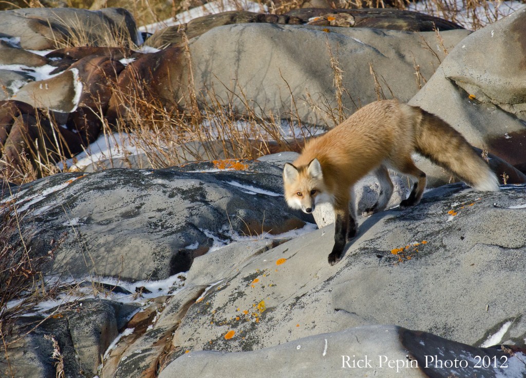 Red Fox_DSC6250 Rick Pepin Red fox on the precambrian sheild near Churchill,MB.