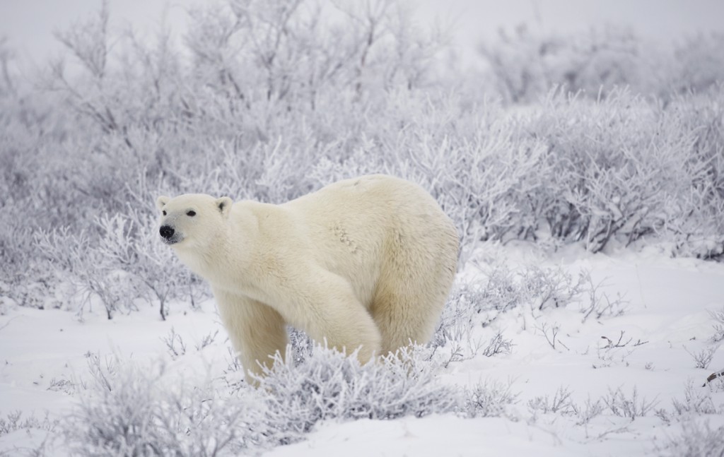 Polar bear near the season's end.