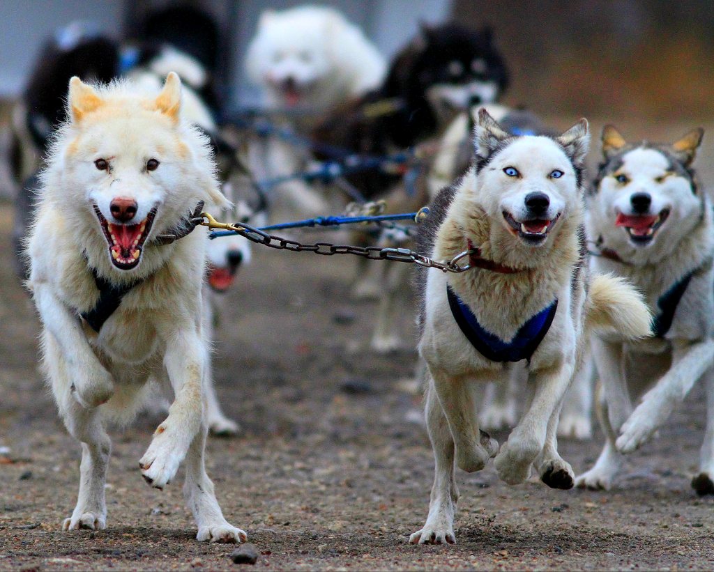 Sled dogs in Churchill,MB