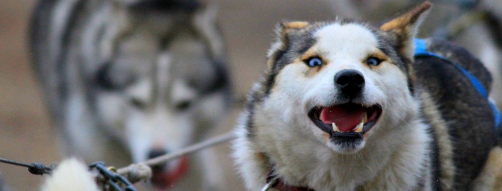 Sled dogs in Churchill,MB