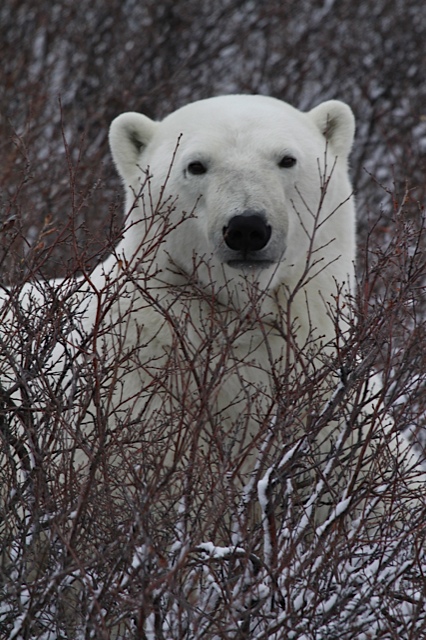 A polar bear watches intently from the willows.