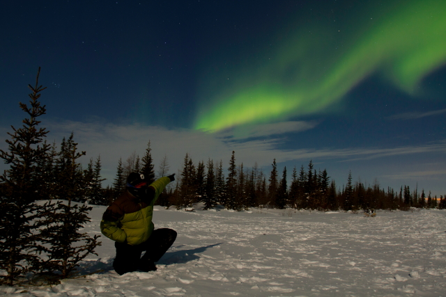 Aurora over the boreal forest.