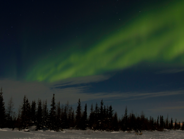 Aurora above the boreal forest. Brad josephs photo.