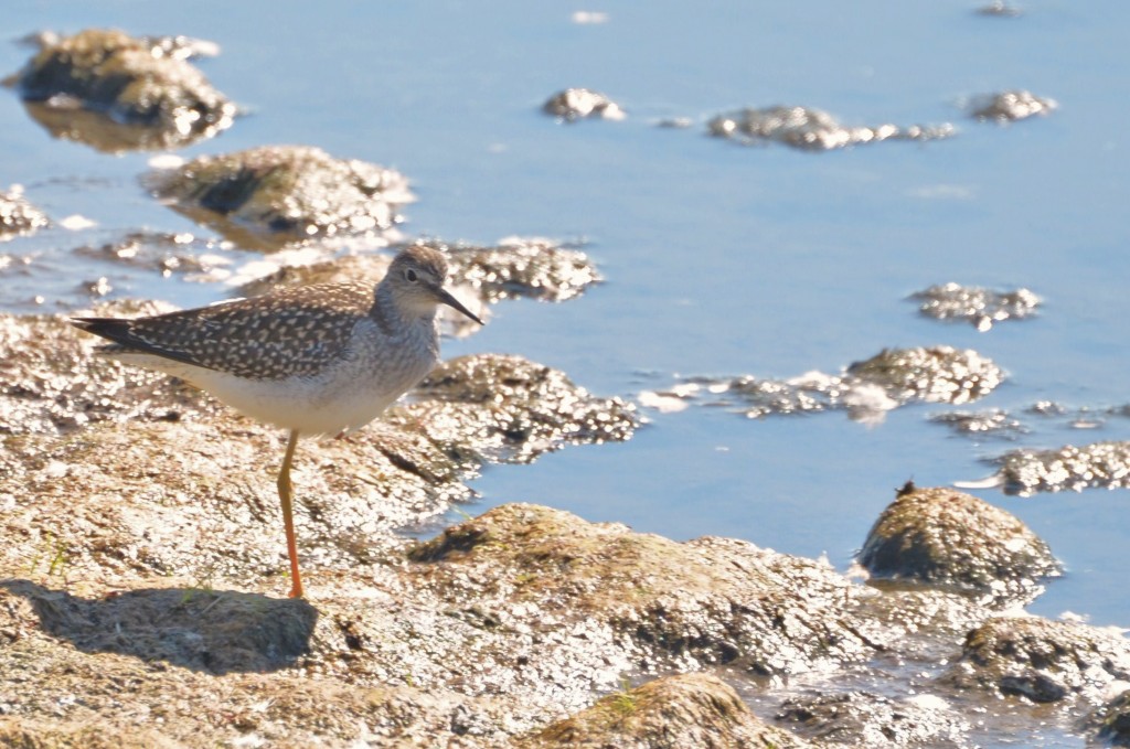 103 Lesser yellowlegs by the Hudson Bay coast.